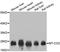 COX2 antibody, STJ113171, St John