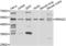 Ras Related GTP Binding C antibody, LS-C349174, Lifespan Biosciences, Western Blot image 