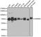 Heterogeneous Nuclear Ribonucleoprotein L antibody, A12447, ABclonal Technology, Western Blot image 