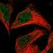 Trafficking Protein Particle Complex 13 antibody, HPA037777, Atlas Antibodies, Immunofluorescence image 