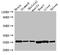 Fibroblast growth factor 15 antibody, orb53323, Biorbyt, Western Blot image 