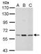 Poly(ADP-Ribose) Polymerase Family Member 3 antibody, TA308450, Origene, Western Blot image 