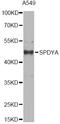 Speedy/RINGO Cell Cycle Regulator Family Member A antibody, LS-C748649, Lifespan Biosciences, Western Blot image 