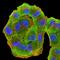Major Histocompatibility Complex, Class II, DR Alpha antibody, NBP2-61863, Novus Biologicals, Immunofluorescence image 