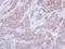 Betaine--Homocysteine S-Methyltransferase antibody, LS-C185513, Lifespan Biosciences, Immunohistochemistry frozen image 