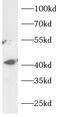 RCC1 Like antibody, FNab10745, FineTest, Western Blot image 