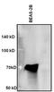 p53 antibody, 13-4100, Invitrogen Antibodies, Western Blot image 