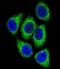 DEK Proto-Oncogene antibody, LS-C167354, Lifespan Biosciences, Immunofluorescence image 