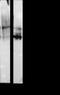 Cadherin 1 antibody, MA1-06304, Invitrogen Antibodies, Western Blot image 