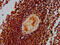 ZMYND4 antibody, CSB-PA004576LA01HU, Cusabio, Immunohistochemistry frozen image 