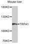 Transient Receptor Potential Cation Channel Subfamily A Member 1 antibody, STJ111303, St John