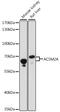 Acyl-CoA Synthetase Medium Chain Family Member 2A antibody, LS-C750533, Lifespan Biosciences, Western Blot image 