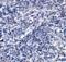 ORAI Calcium Release-Activated Calcium Modulator 3 antibody, 4117, ProSci, Immunohistochemistry frozen image 