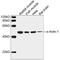Actin Alpha 1, Skeletal Muscle antibody, LS-C51635, Lifespan Biosciences, Western Blot image 
