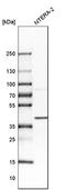 MCL1 Apoptosis Regulator, BCL2 Family Member antibody, HPA008455, Atlas Antibodies, Western Blot image 