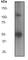 Nuclear Factor Kappa B Subunit 1 antibody, ab32360, Abcam, Western Blot image 