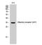 Olfactory Receptor Family 5 Subfamily AP Member 2 antibody, STJ94759, St John