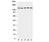 Replication Factor C Subunit 1 antibody, R30806, NSJ Bioreagents, Western Blot image 