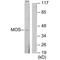 Proto-oncogene serine/threonine-protein kinase mos antibody, A02024, Boster Biological Technology, Western Blot image 
