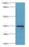 GTPase, IMAP Family Member 7 antibody, A51049-100, Epigentek, Western Blot image 