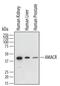Alpha-Methylacyl-CoA Racemase antibody, AF7508, R&D Systems, Western Blot image 