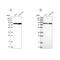 Cleavage stimulation factor subunit 3 antibody, NBP1-85427, Novus Biologicals, Western Blot image 