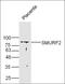 E3 ubiquitin-protein ligase SMURF2 antibody, orb5670, Biorbyt, Western Blot image 