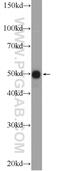 Pygopus Family PHD Finger 2 antibody, 11555-1-AP, Proteintech Group, Western Blot image 