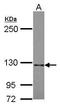 Semaphorin 5A antibody, GTX117160, GeneTex, Western Blot image 