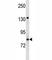 Ubiquitin Like With PHD And Ring Finger Domains 2 antibody, F46715-0.4ML, NSJ Bioreagents, Western Blot image 