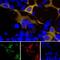 GFP antibody, NBP2-50034, Novus Biologicals, Immunofluorescence image 