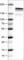 EGFR antibody, AMAb90816, Atlas Antibodies, Western Blot image 