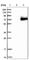 Sialic Acid Binding Ig Like Lectin 6 antibody, HPA009084, Atlas Antibodies, Western Blot image 