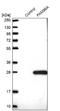 FA96A antibody, NBP1-82100, Novus Biologicals, Western Blot image 