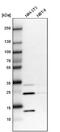 Defective In Cullin Neddylation 1 Domain Containing 4 antibody, NBP1-81526, Novus Biologicals, Western Blot image 