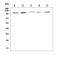 Aryl Hydrocarbon Receptor antibody, A00225-3, Boster Biological Technology, Western Blot image 
