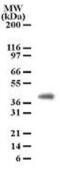 Peptidoglycan Recognition Protein 4 antibody, GTX13681, GeneTex, Western Blot image 