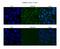 Centromere Protein N antibody, PA5-44734, Invitrogen Antibodies, Immunofluorescence image 