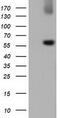 Lipase G, Endothelial Type antibody, CF501082, Origene, Western Blot image 