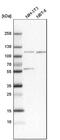 Sorting Nexin 14 antibody, NBP1-80838, Novus Biologicals, Western Blot image 