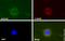Nucleophosmin 1 antibody, ab15440, Abcam, Immunocytochemistry image 