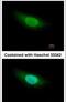 Geminin DNA Replication Inhibitor antibody, PA5-30612, Invitrogen Antibodies, Immunofluorescence image 