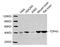 TAR DNA Binding Protein antibody, LS-C203113, Lifespan Biosciences, Western Blot image 