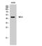 5-Hydroxytryptamine Receptor 6 antibody, GTX34002, GeneTex, Western Blot image 