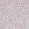 Transmembrane Protein 253 antibody, HPA052329, Atlas Antibodies, Immunohistochemistry frozen image 