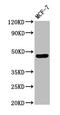 Calsequestrin-2 antibody, CSB-PA004557LA01HU, Cusabio, Western Blot image 