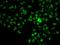 Chloride Intracellular Channel 4 antibody, orb247796, Biorbyt, Immunofluorescence image 
