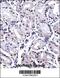 Forkhead Box P4 antibody, 57-675, ProSci, Immunohistochemistry frozen image 