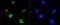 Histone Cluster 4 H4 antibody, NBP2-67342, Novus Biologicals, Immunocytochemistry image 