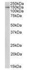 Tubulin Tyrosine Ligase Like 4 antibody, orb176737, Biorbyt, Western Blot image 